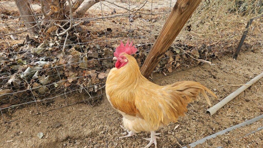 Stormfeathe- buff orpington roo