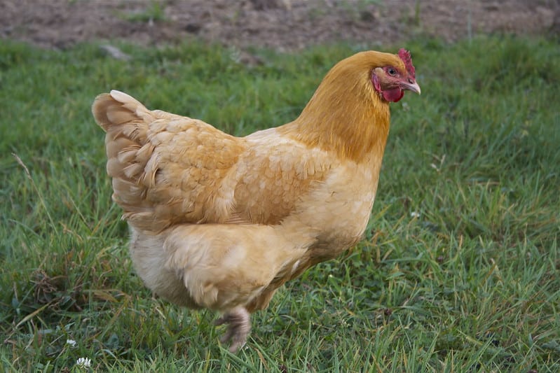 free range orpington hen