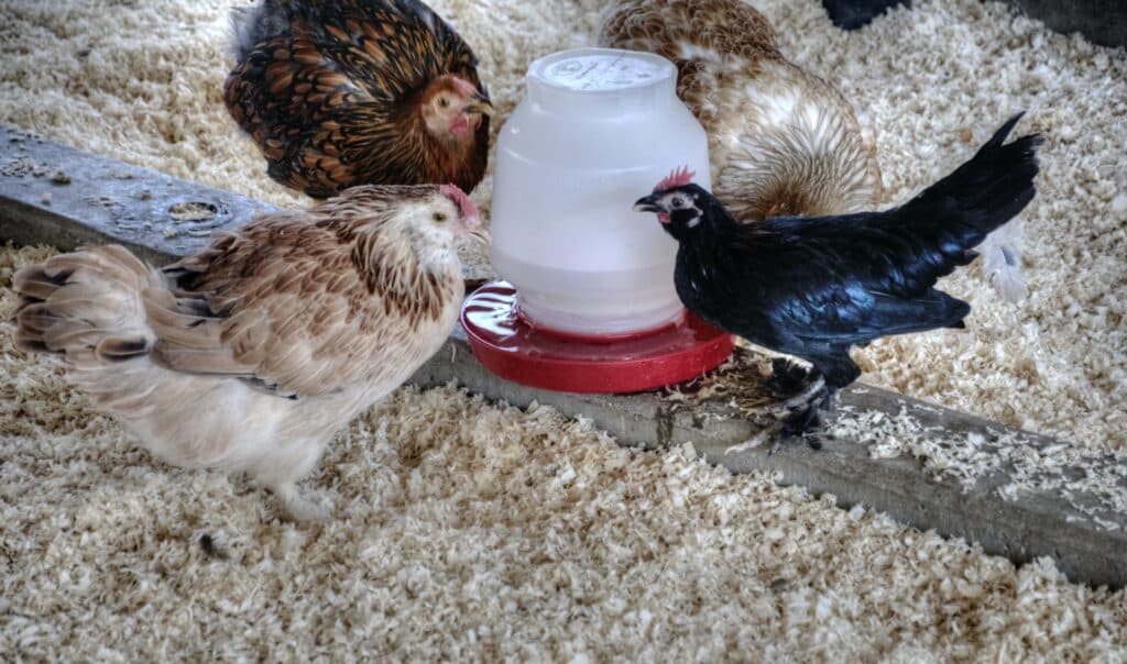 Chickens drinking water