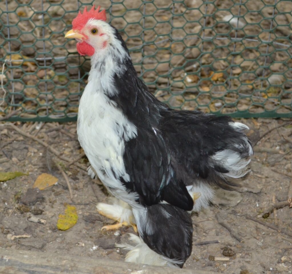 Mottled Cochin bantam, 8 weeks old
