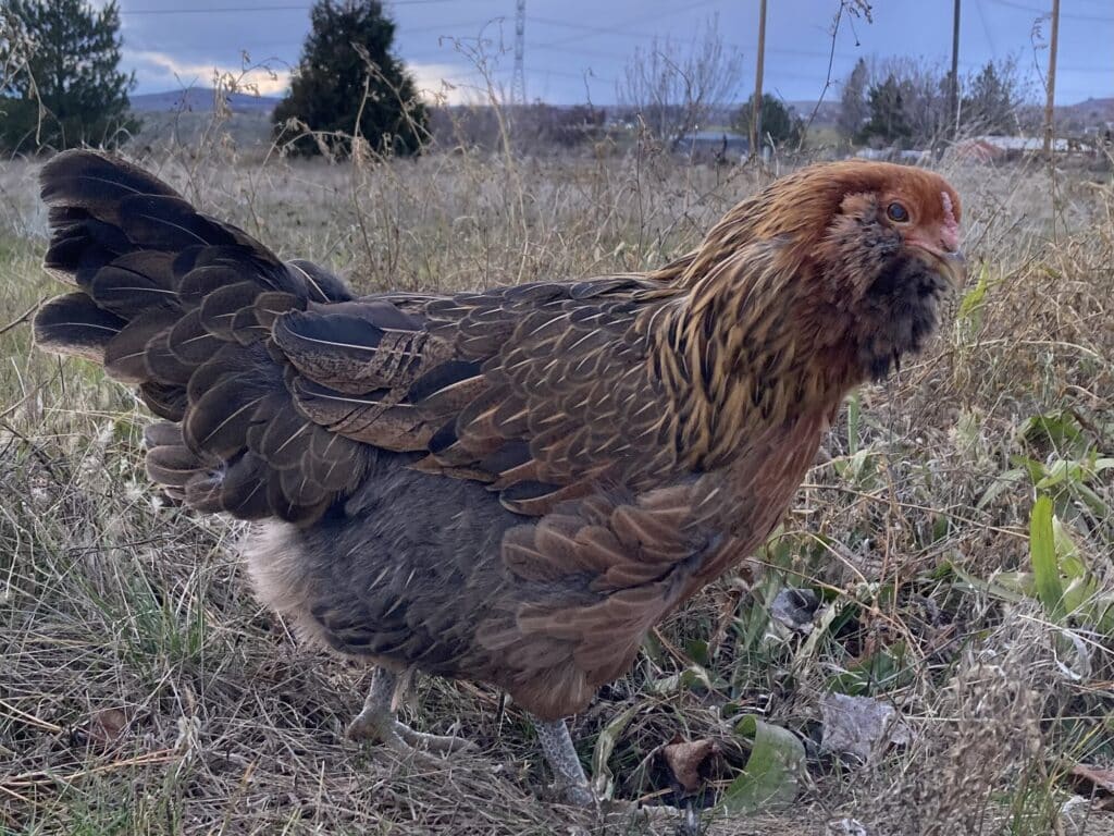 Gidget, my blind Easter Egger hen, enjoying the cool weather.