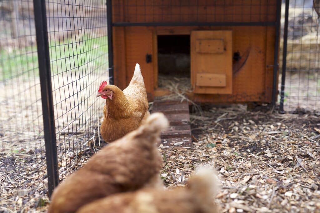 Predator Proof Chicken Coop