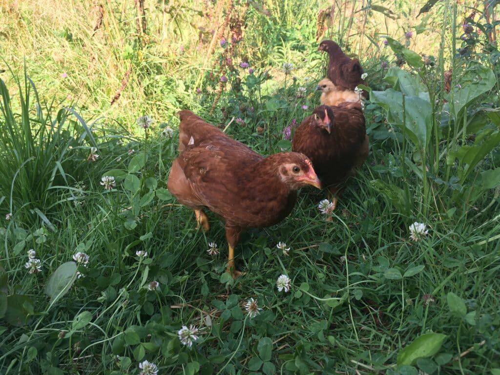 Rhode Island Red. The last to lay her eggs, she had been developing a quiet, protective disposition. Not outgoing but able to be dominated and picked up to be looked after. She endured grandchildren well. Told the dogs what for.
