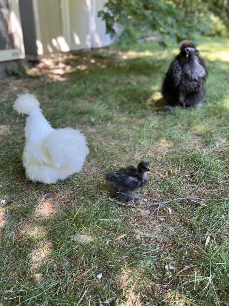 New Silkie family
