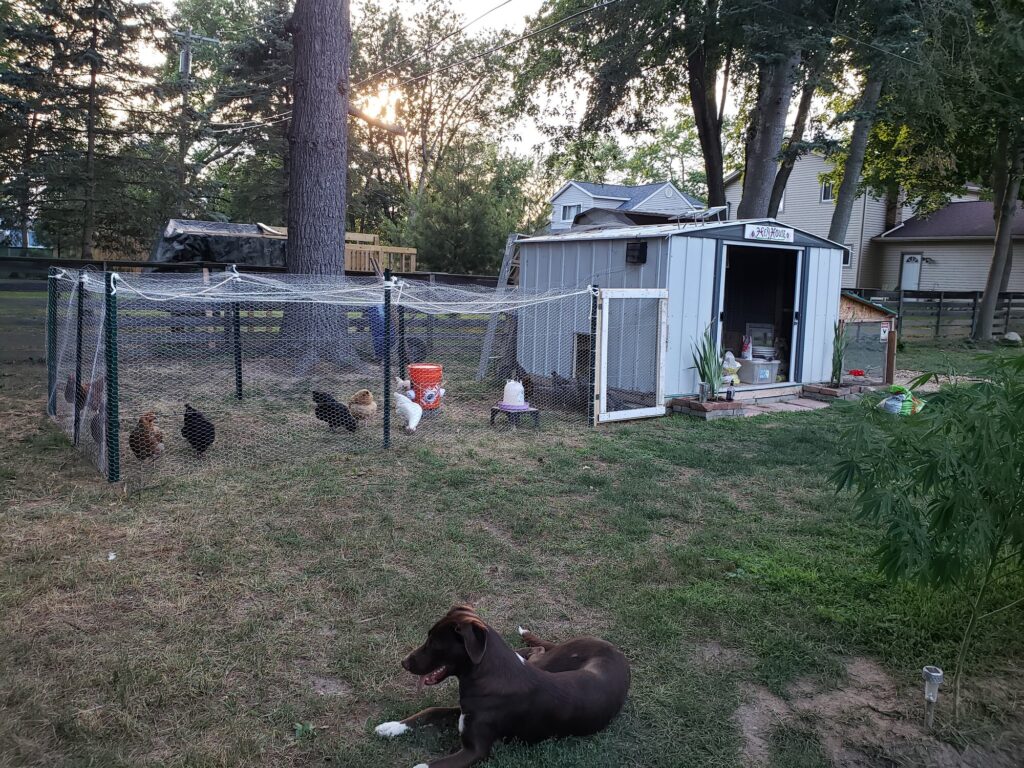 New coop for 13 chickens
