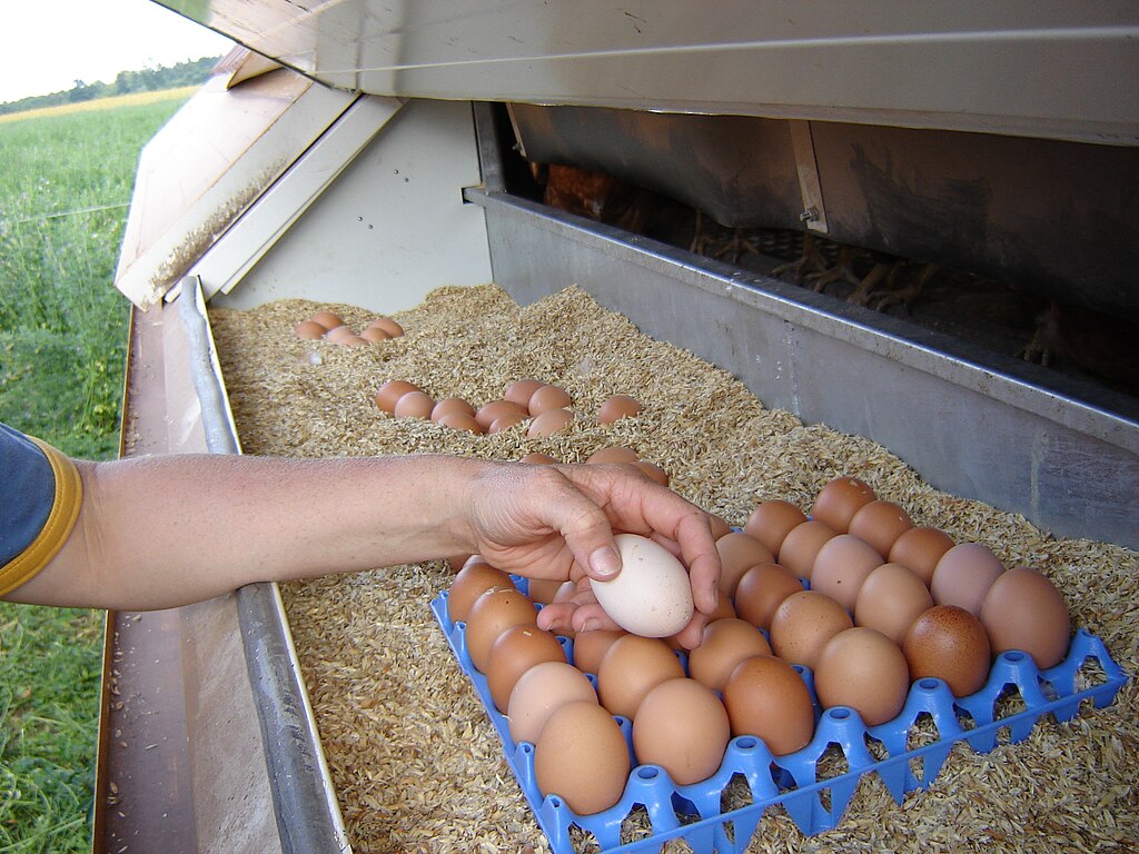 Collecting eggs on an organic farm