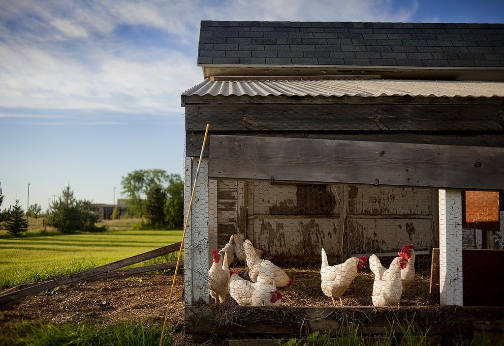 A group of chickens are standing in a barn. Chicken coop farm chickens, animals.