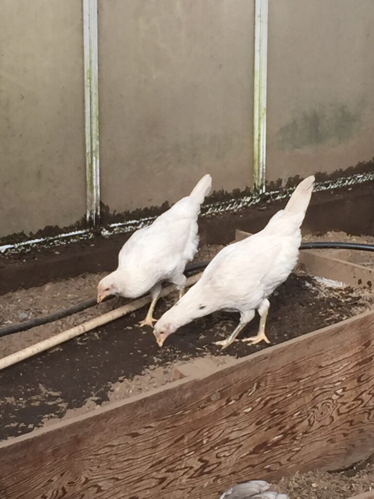 Leghorn pullets (zero personality; amazing layers!)
